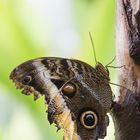 Eule Schmetterling aus Costa Rica