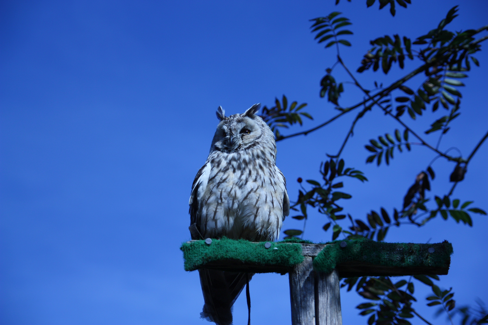 Eule Tierpark Hellabrunn