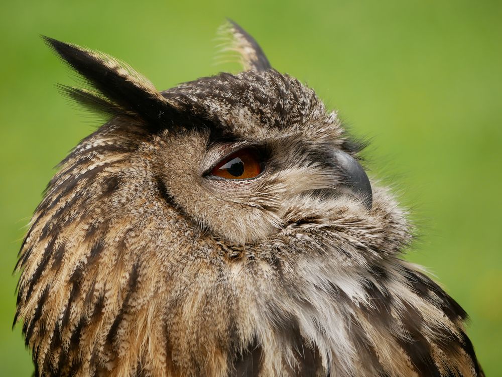 Eule (Uhu) Foto & Bild world, schottland, natur Bilder auf