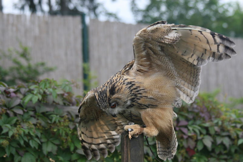 Eule will losfliegen