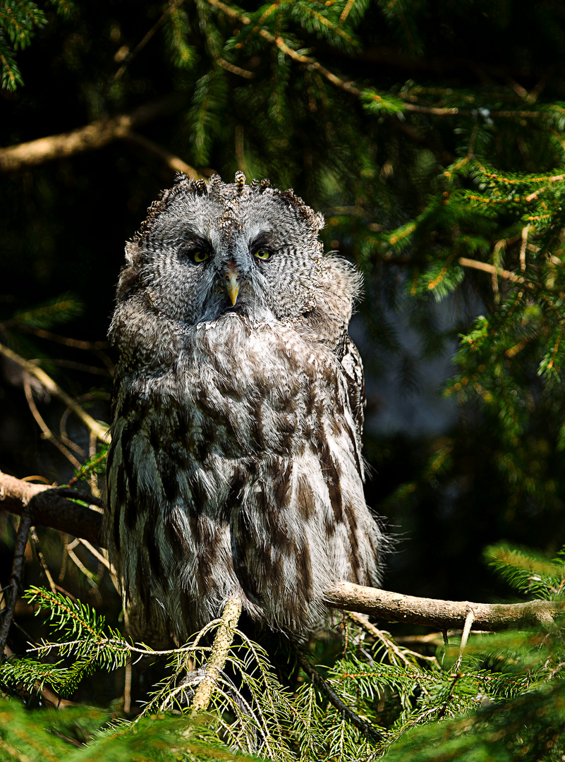 Eule zoo Goldau