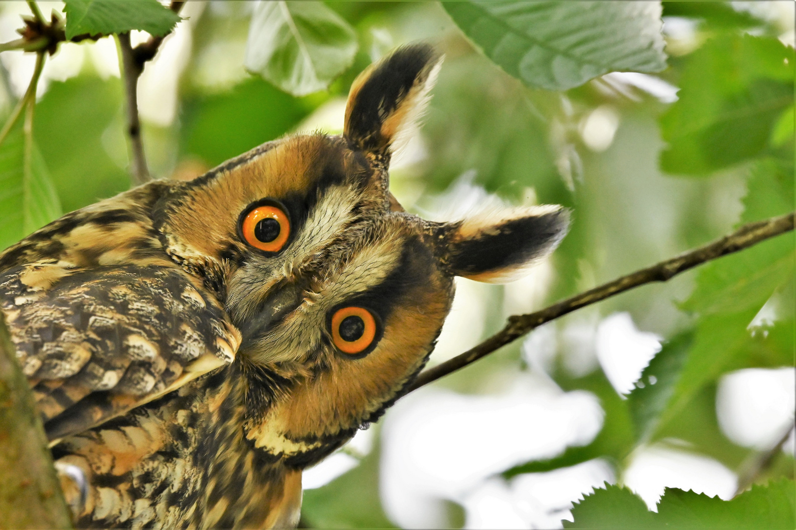 Eule_1 Foto & Bild tiere, wildlife, wild lebende vögel