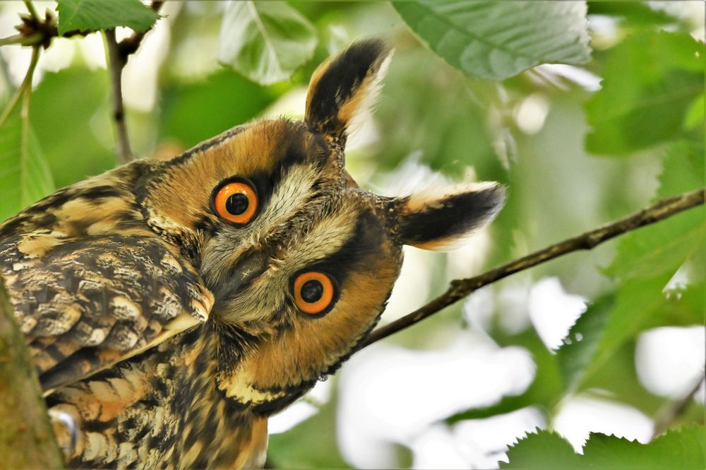 Eule_1 Foto & Bild | tiere, wildlife, wild lebende vögel Bilder auf