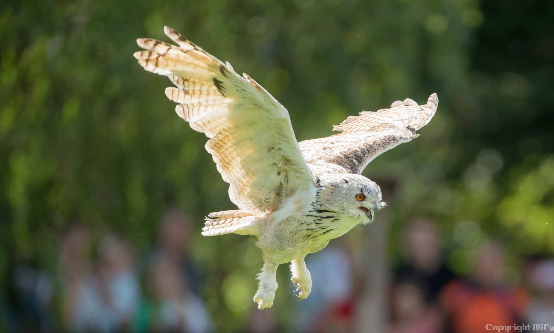 Eulehybrid im freien Flug