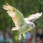 Eulehybrid im freien Flug