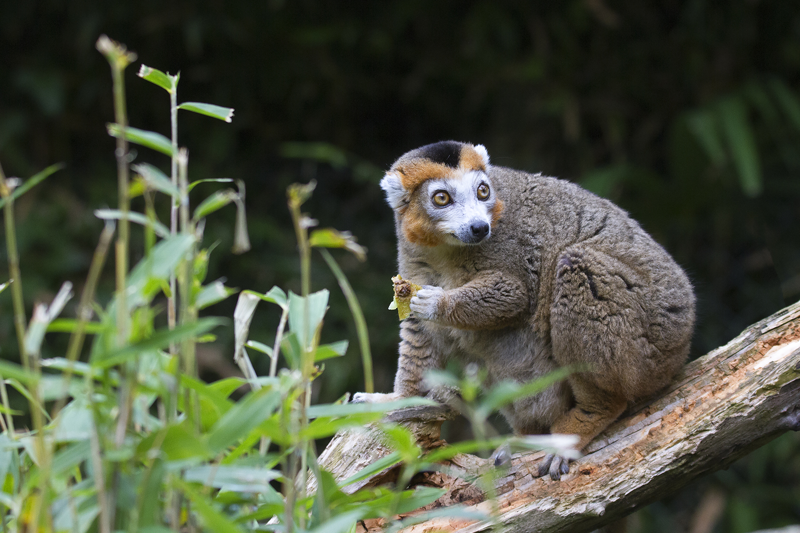 Eulemur coronatus, Lémur couronné