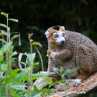 Eulemur coronatus, Lémur couronné