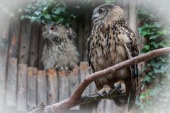 Eulen im Karlsruher Zoo (ju)