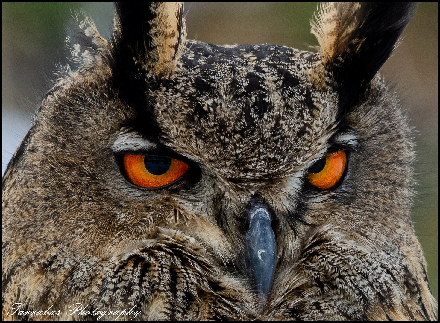 Eulen Portrait Foto &amp; Bild | tiere, zoo, wildpark &amp; falknerei ...