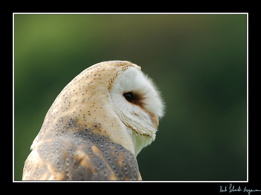 Eulen Portrait.