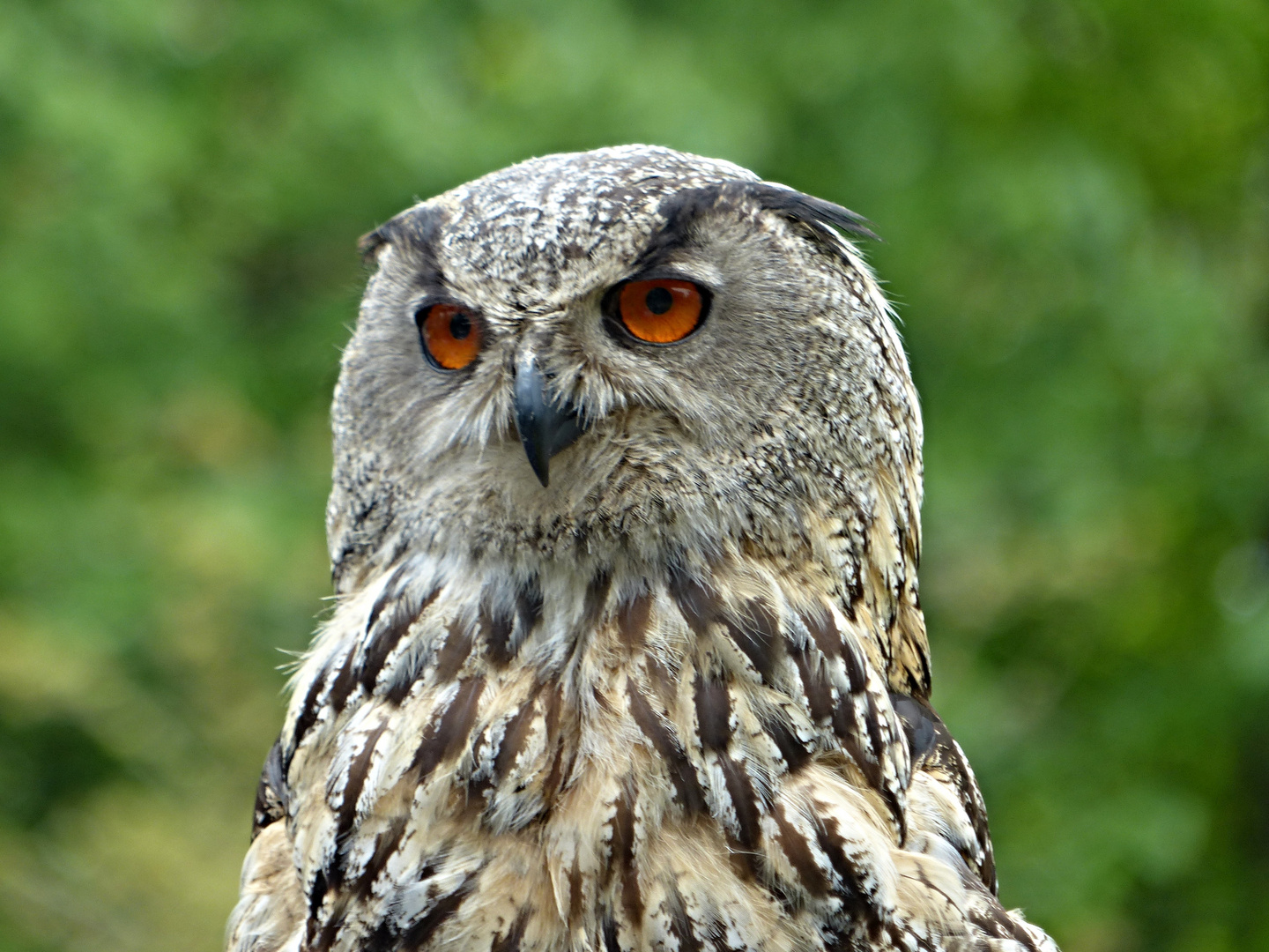 Eulen-Portrait Foto & Bild | tiere, zoo, wildpark & falknerei, vögel