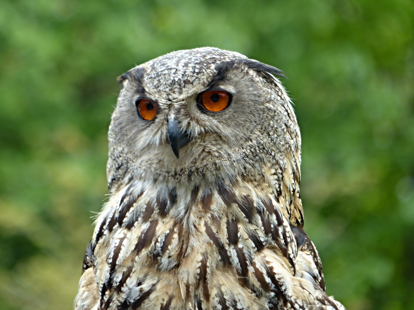 Eulen-Portrait