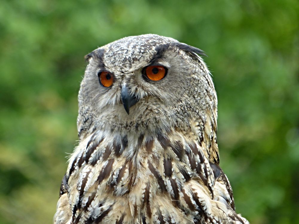 EulenPortrait Foto & Bild tiere, zoo, wildpark & falknerei, vögel Bilder auf