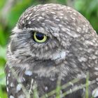 Eulen-Profil (Burrowing owl)