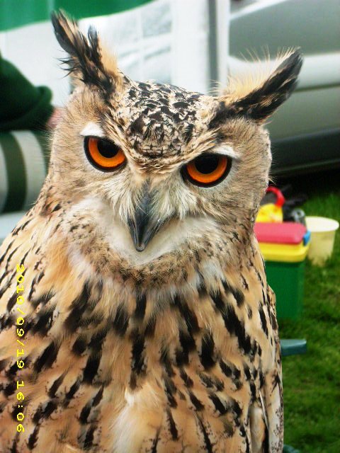 Eulen Sind Schon Schone Tiere Gell Foto Bild Tiere Zoo Wildpark Falknerei Vogel Bilder Auf Fotocommunity