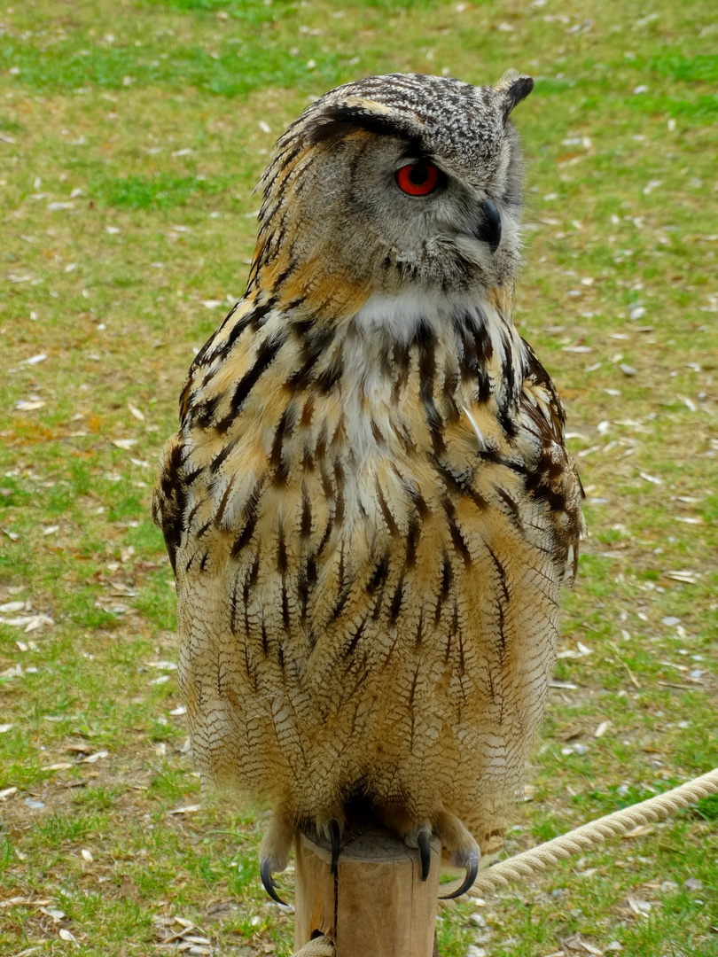 Eulen tierpark in Munchen