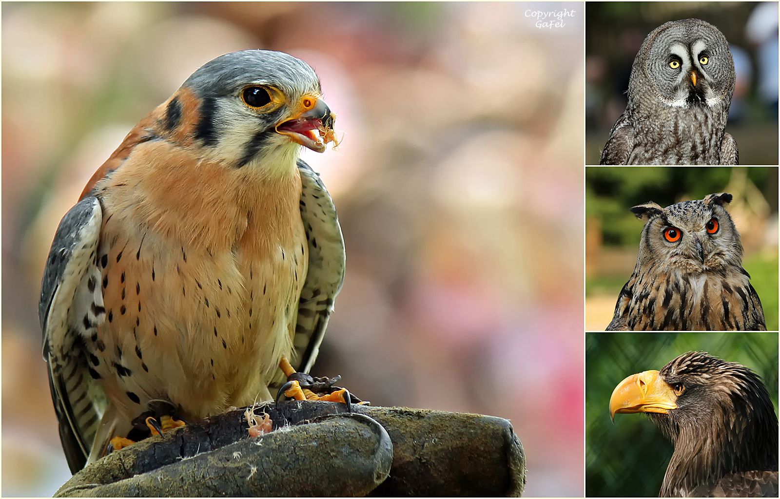 Eulen und Greifvögel