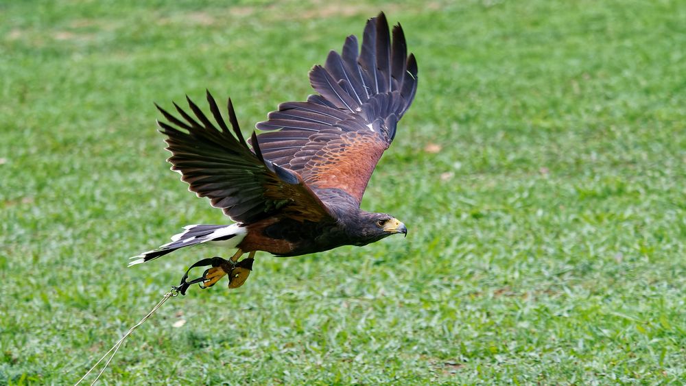 Eulen- und Greifvögel-Fotografie-WS_33