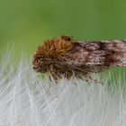 Eulenfalter auf einer Pusteblume