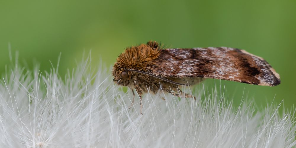 Eulenfalter auf einer Pusteblume