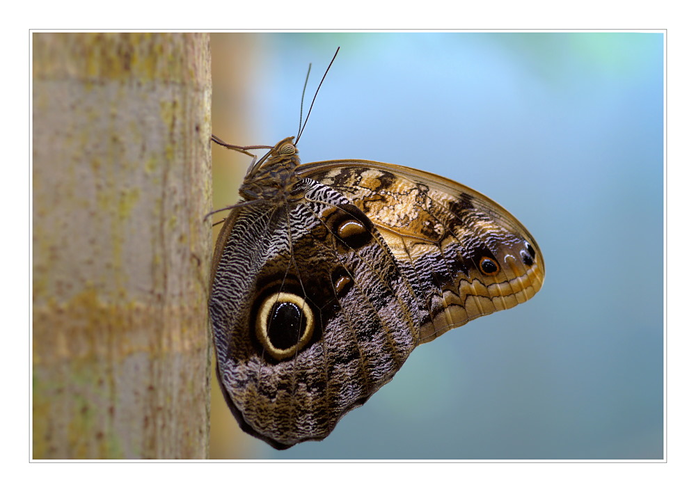 Eulenfalter (Caligo memnon) - Südamerika