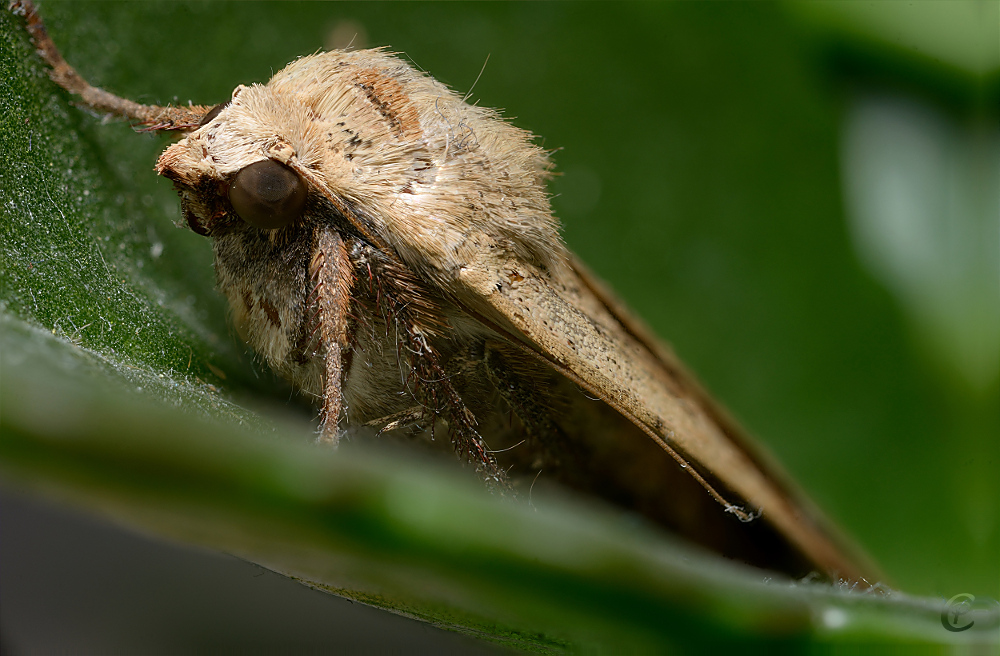 Eulenfalter - Hausmutter - Noctua pronuba