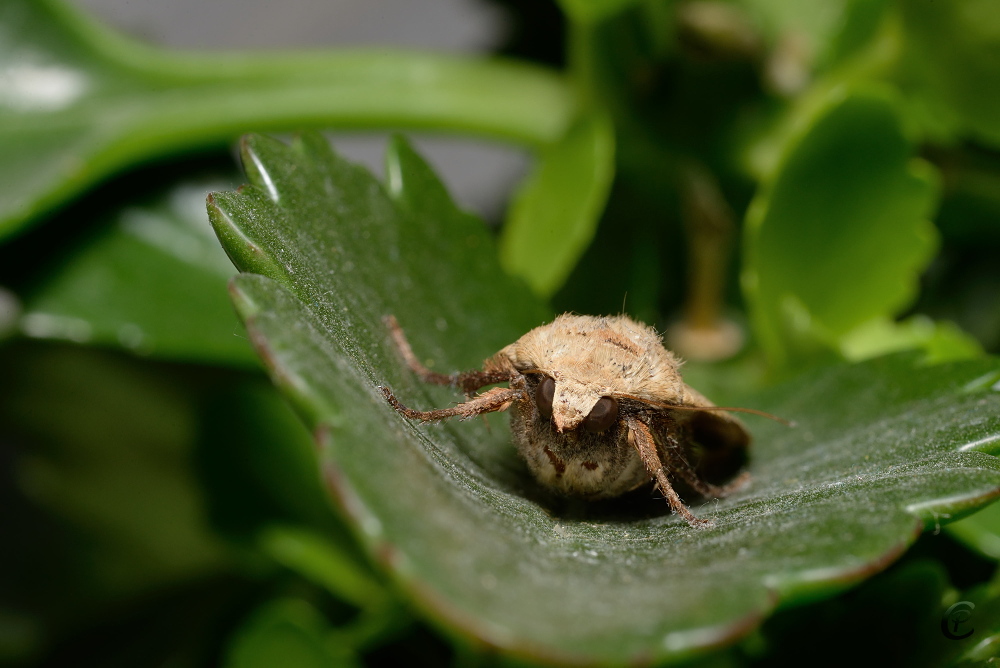 Eulenfalter - Hausmutter - Noctua pronuba