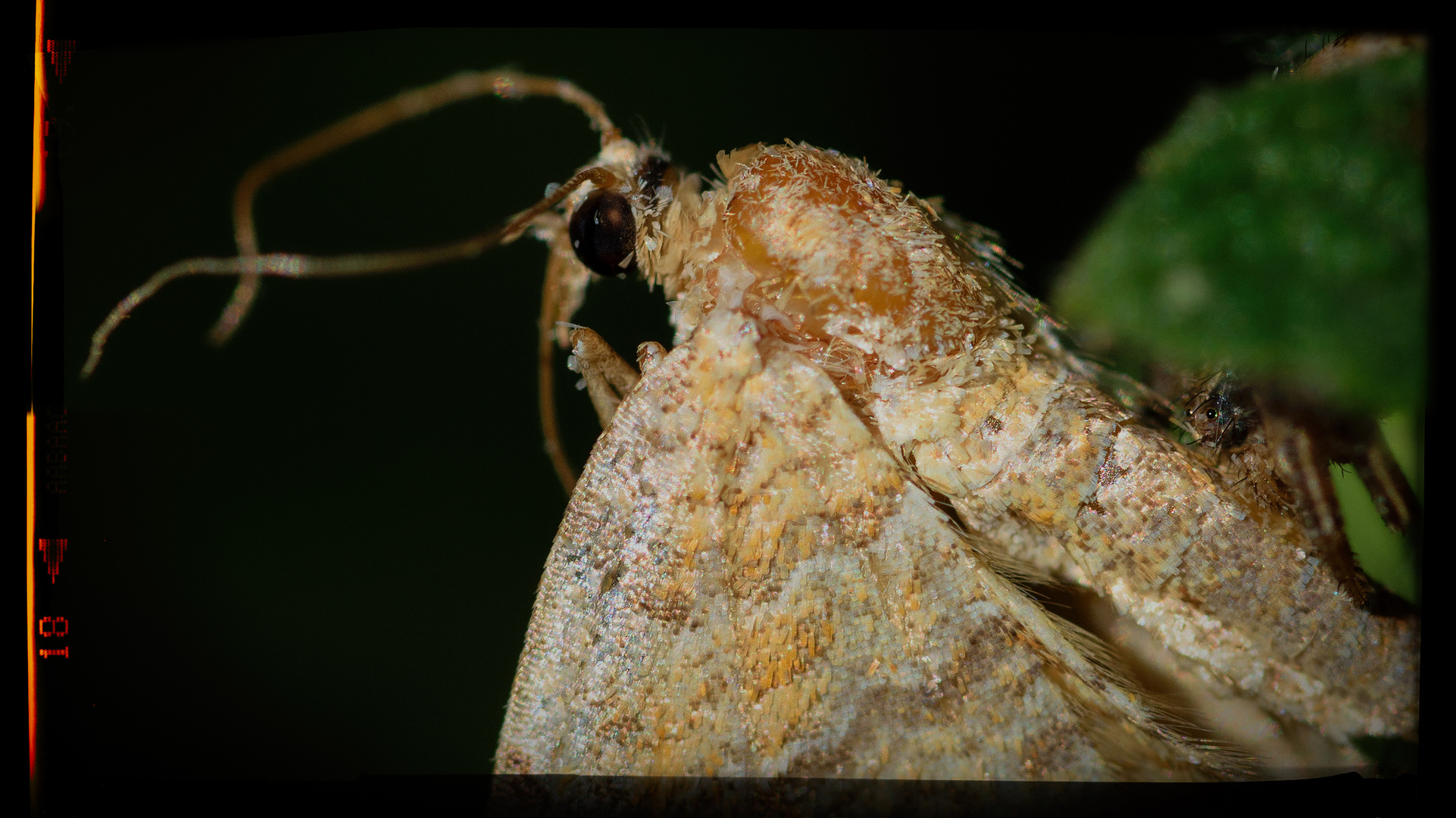 Eulenfalter (Noctuidae), owlet moth