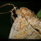 Eulenfalter (Noctuidae), owlet moth