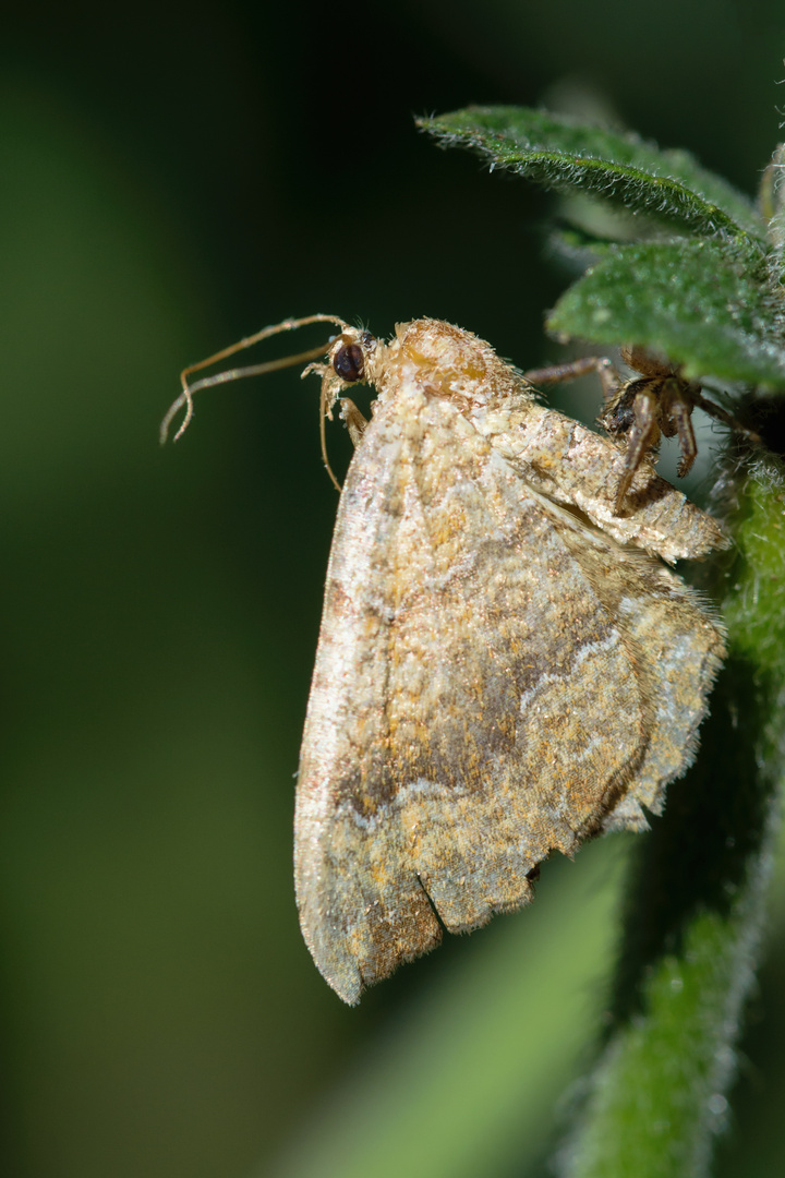 Eulenfalter (Noctuidae), owlet moth