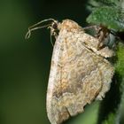 Eulenfalter (Noctuidae), owlet moth