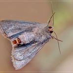 Eulenfalter oder Taubenschwänzchen an der Fensterscheibe