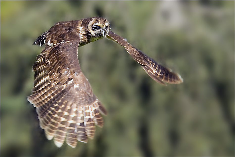 Eulenflug