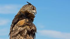 Eulengefieder im Wind