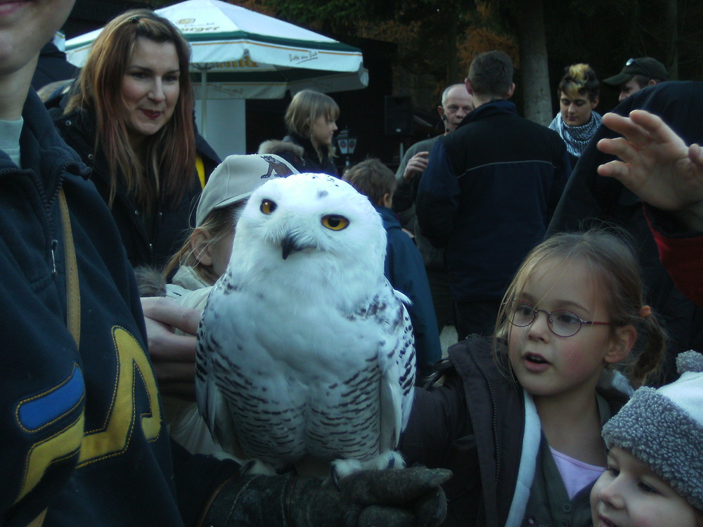 Eulenleben im Tierpark