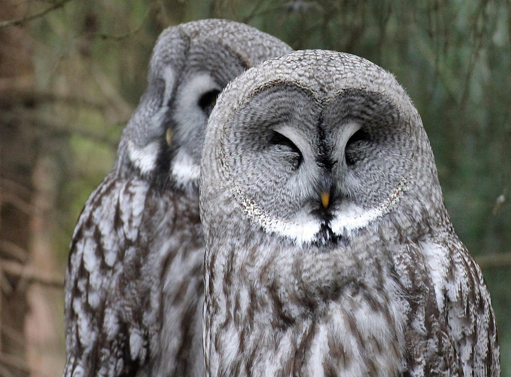 Eulenpaar im Kölner Zoo