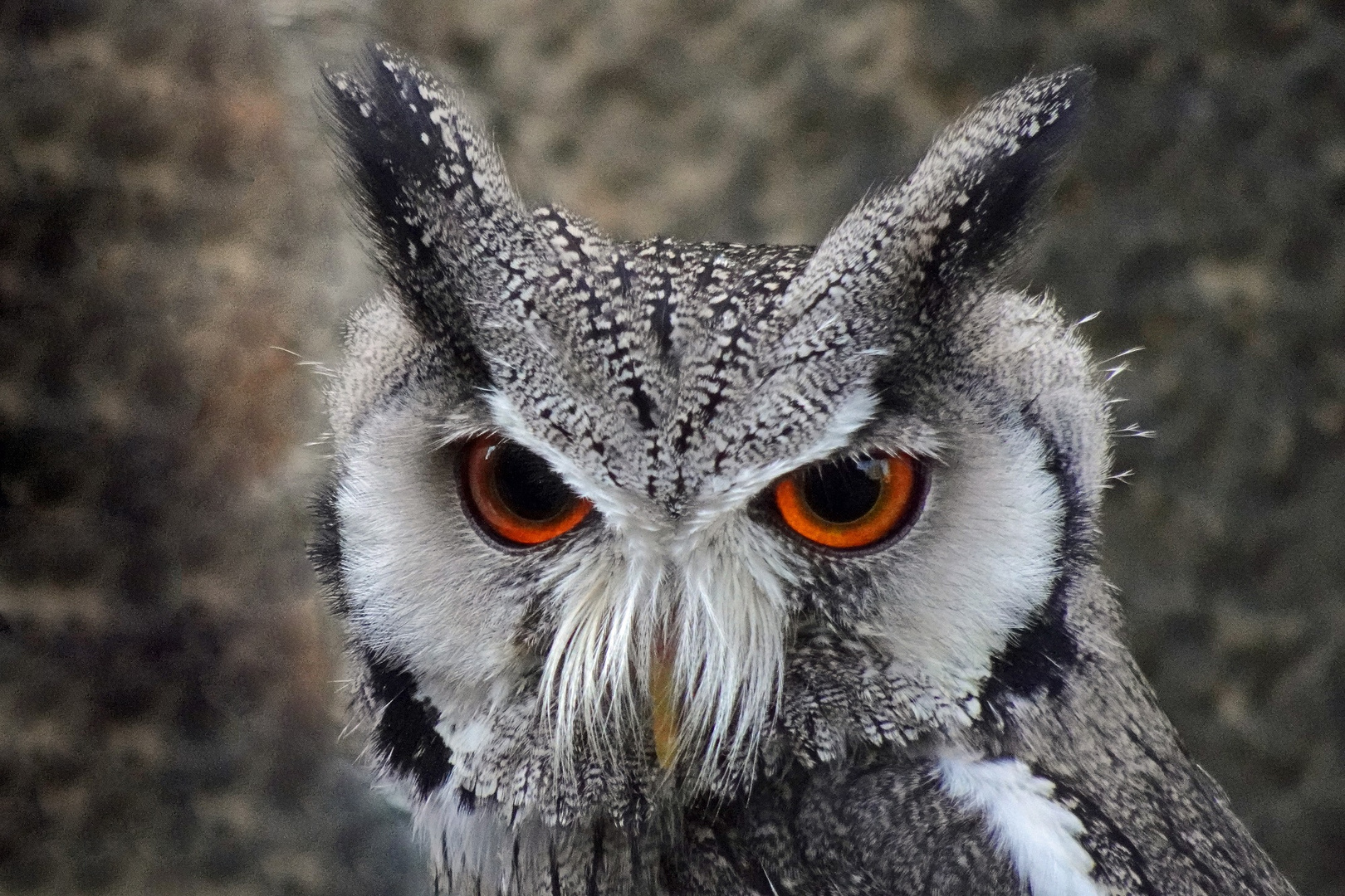 Eulenportrait