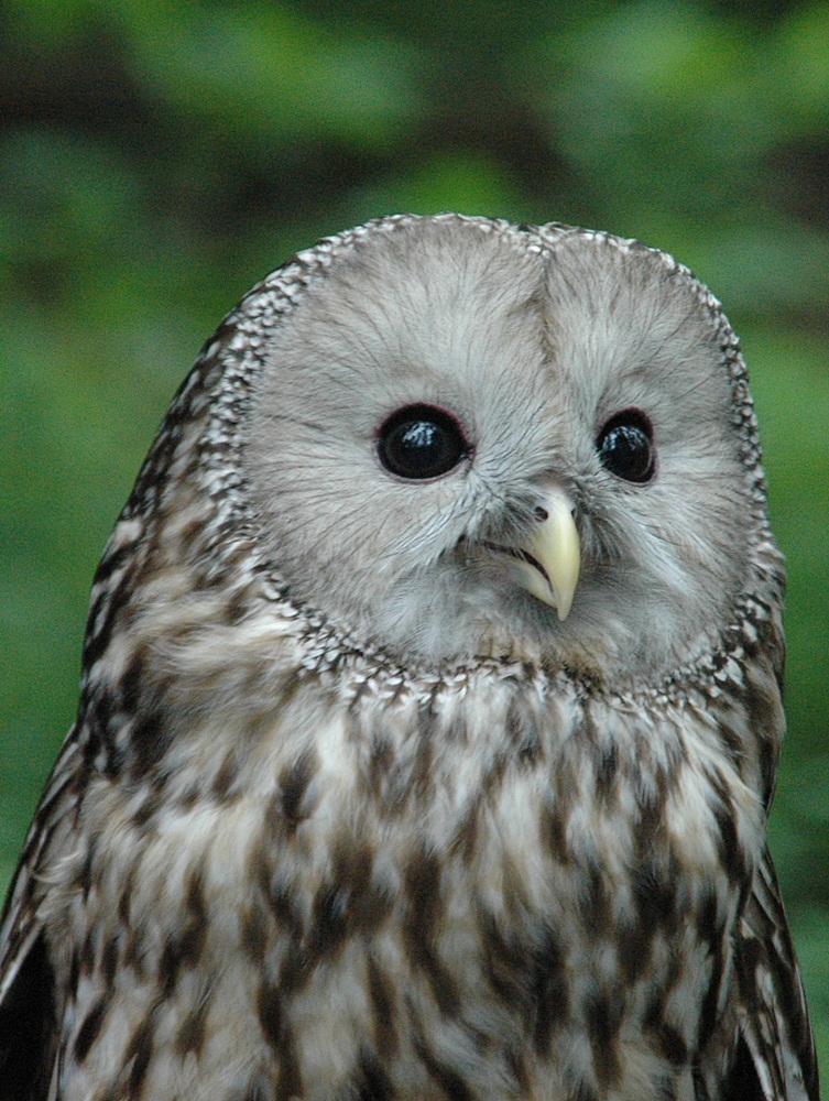 Eulenportrait