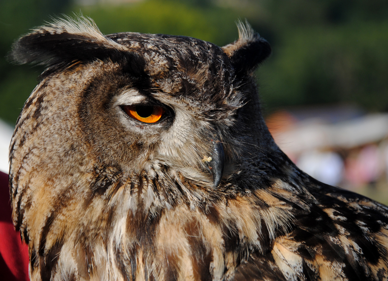 Eulenportrait Uhu