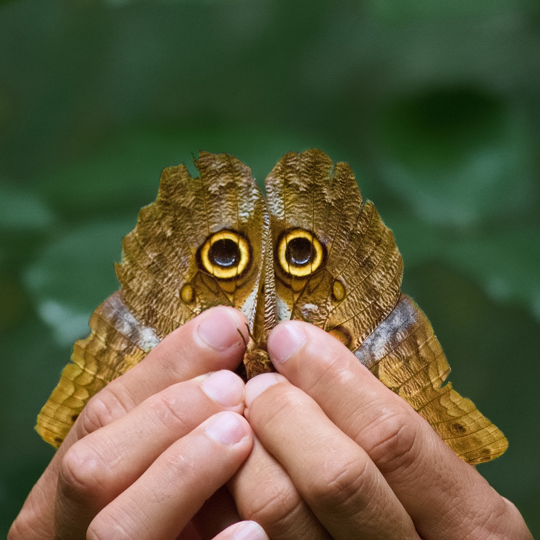 Eulenschmetterling