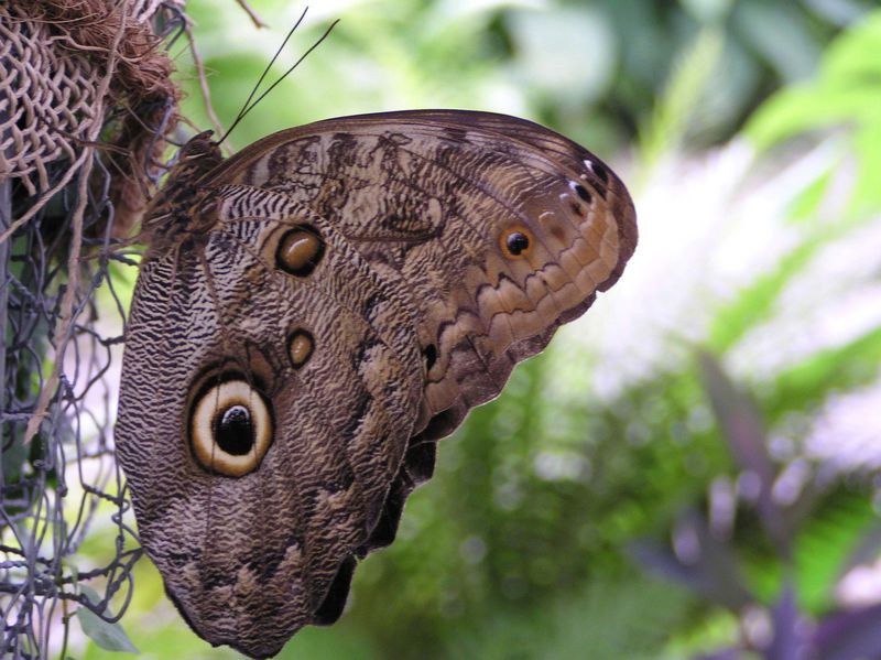 Eulenschmetterling