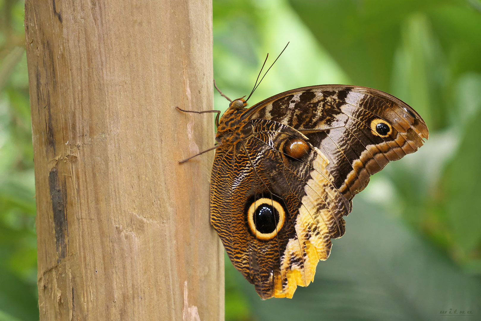 Eulenschmetterling 