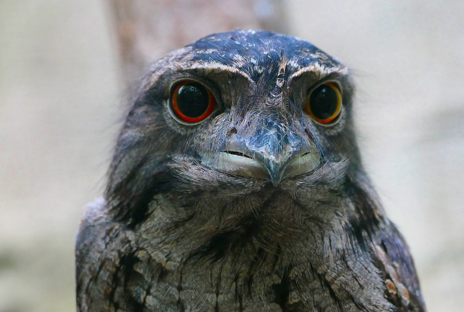 Eulenschwalm aus dem Zoo Köln.