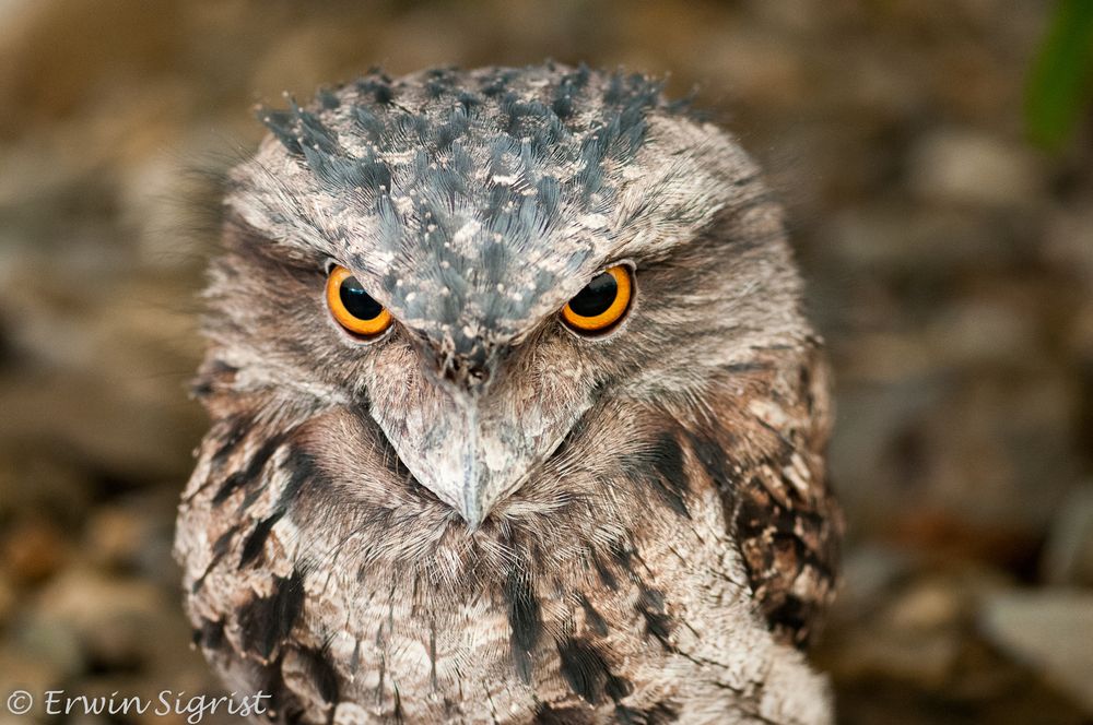 Eulenschwalm bzw Frogmouth