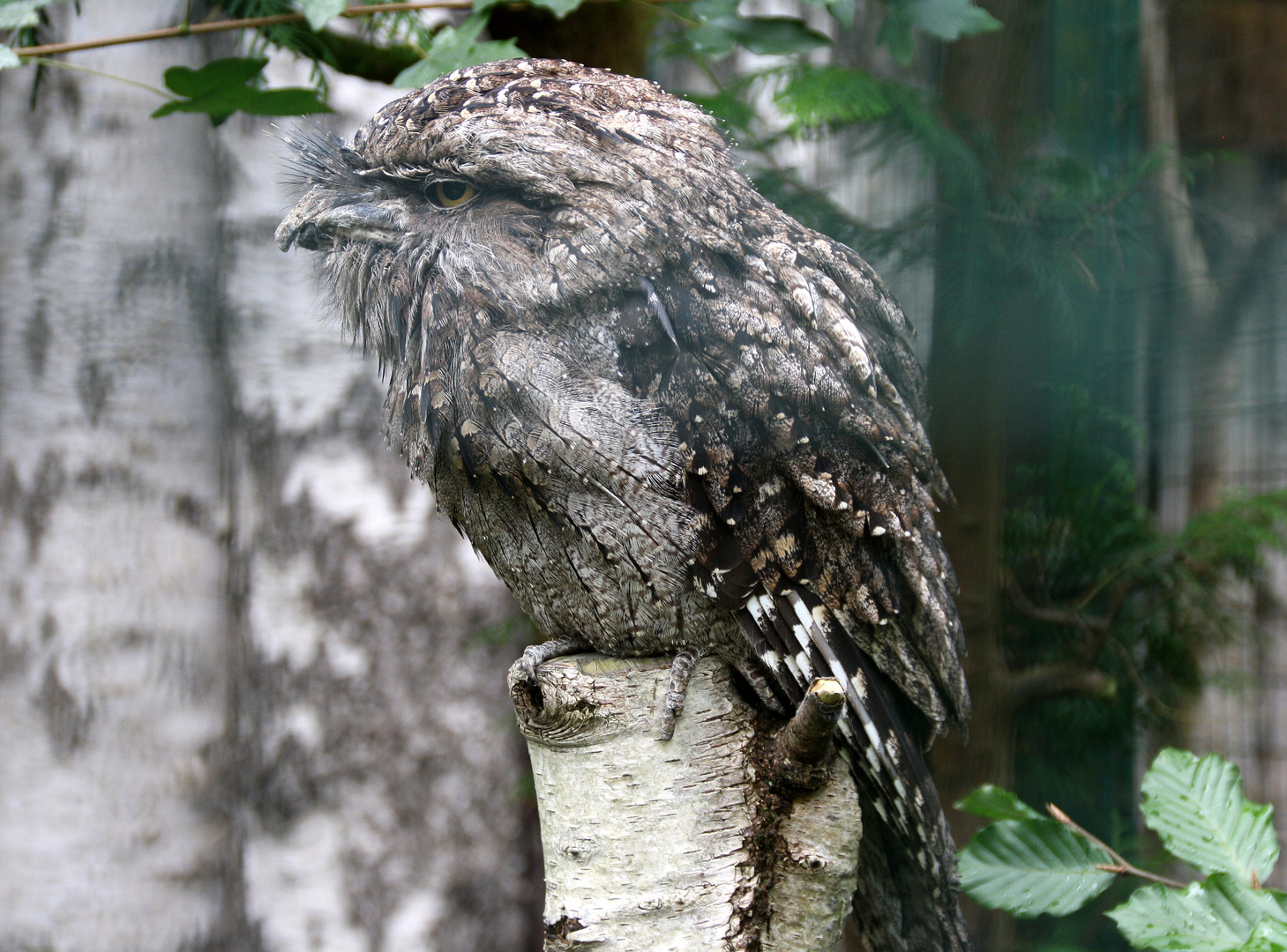 Eulenschwalm - Podargus strigoides