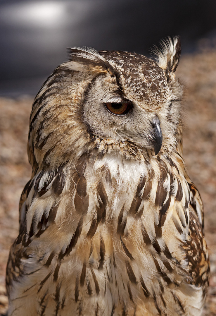 Eulenvogel