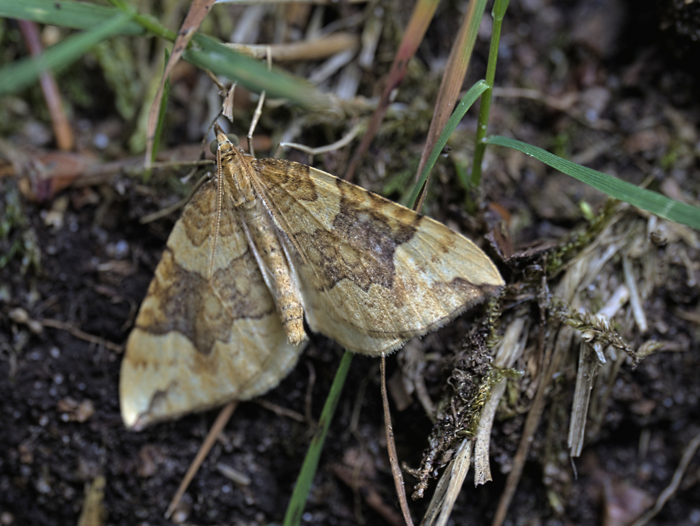 Eulithis populata