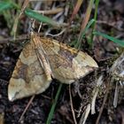 Eulithis populata