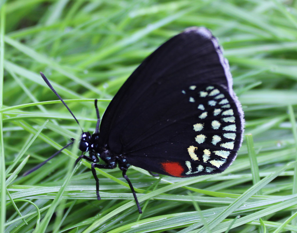  Eumaeus atala