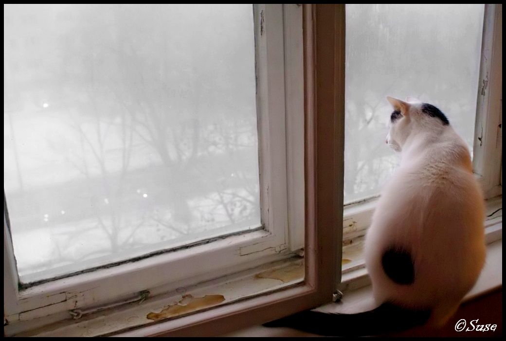 Eumel guckt gespannt den Schnee zu